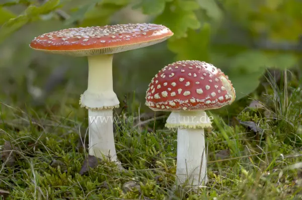 Fokus-Natur Bild