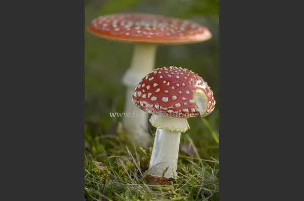 Fokus-Natur Bild