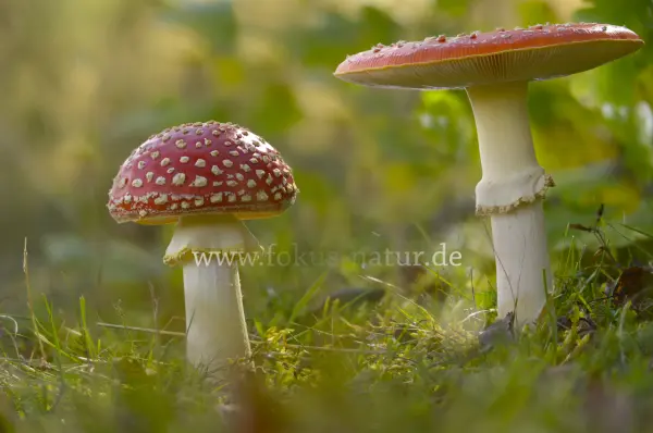 Fokus-Natur Bild
