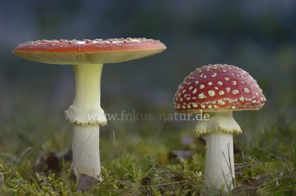 Fokus-Natur Bild