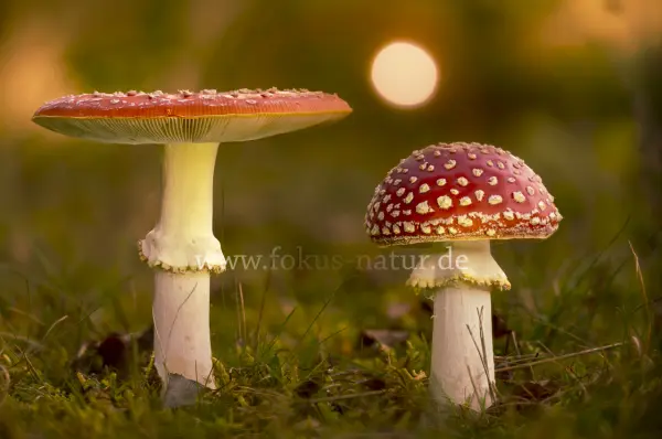 Fokus-Natur Bild