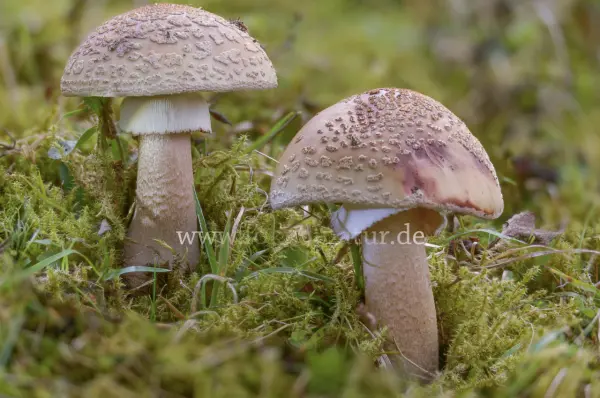 Fokus-Natur Bild