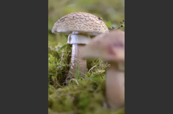 Fokus-Natur Bild