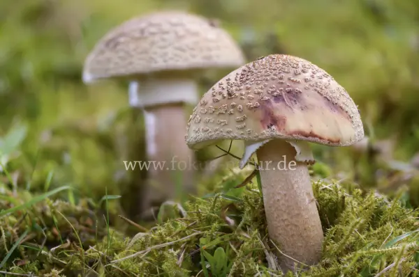 Fokus-Natur Bild