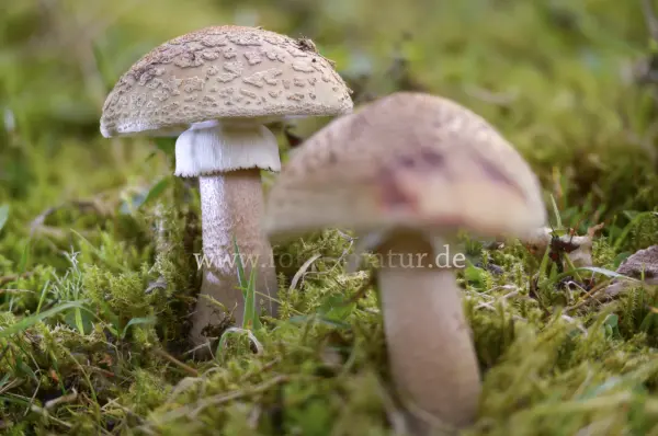 Fokus-Natur Bild