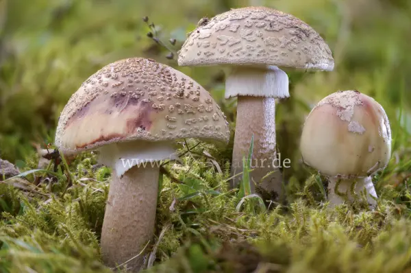 Fokus-Natur Bild