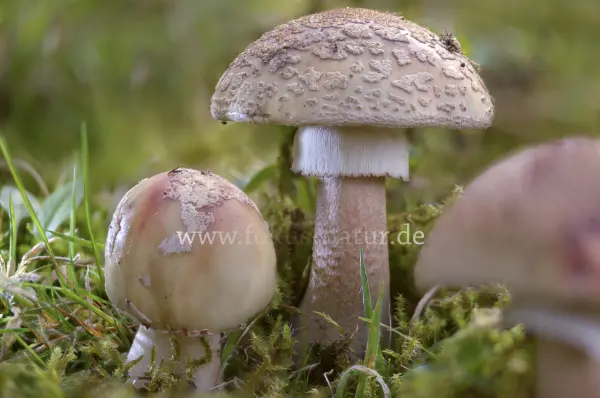 Fokus-Natur Bild