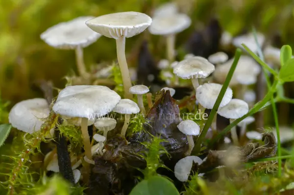 Fokus-Natur Bild