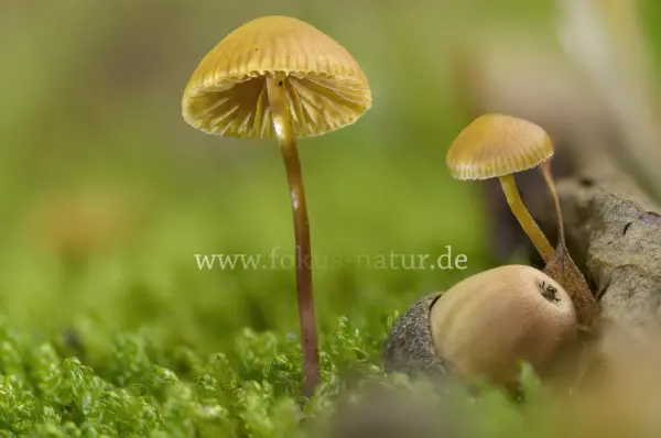 Fokus-Natur Bild