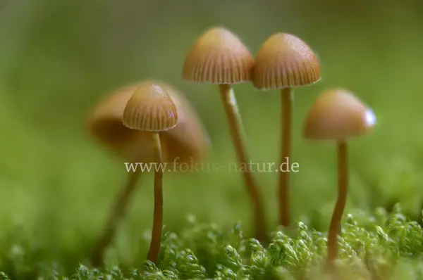 Fokus-Natur Bild