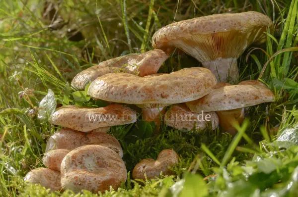 Fokus-Natur Bild