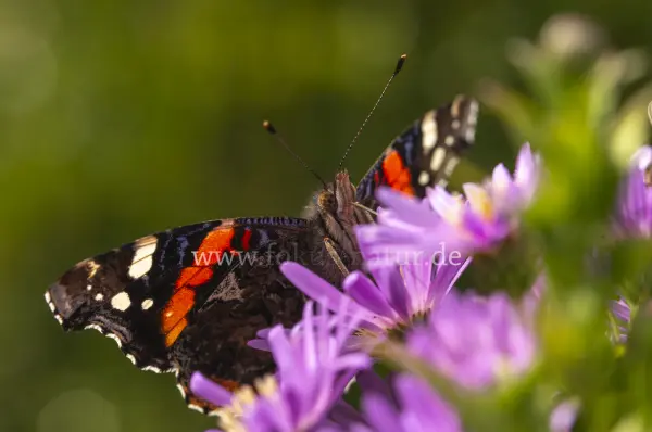 Fokus-Natur Bild