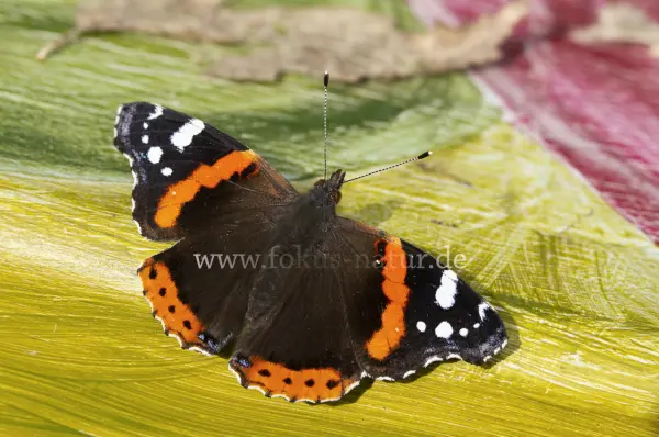Fokus-Natur Bild