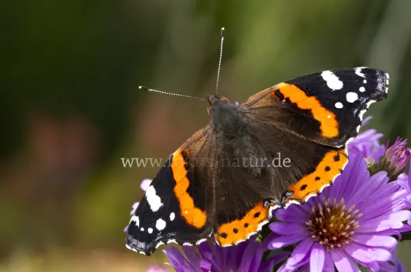 Fokus-Natur Bild