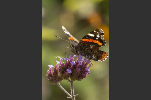 Fokus-Natur Bild