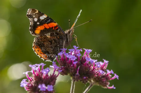 Fokus-Natur Bild