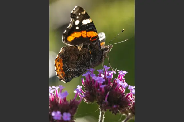 Fokus-Natur Bild