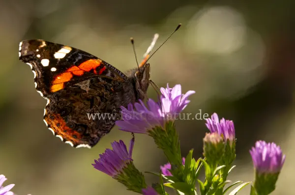 Fokus-Natur Bild