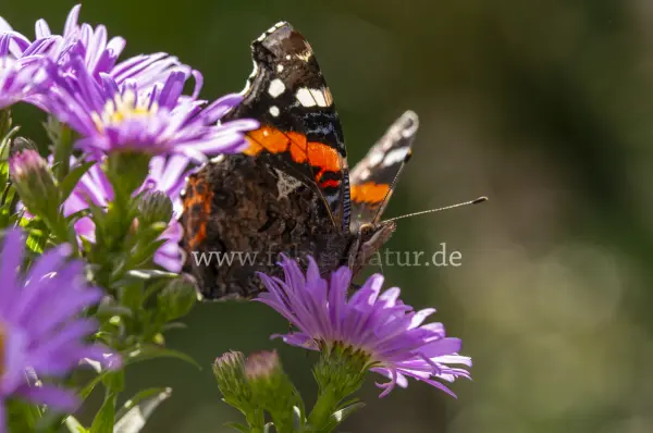 Fokus-Natur Bild