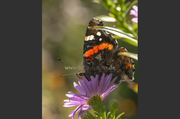 Fokus-Natur Bild