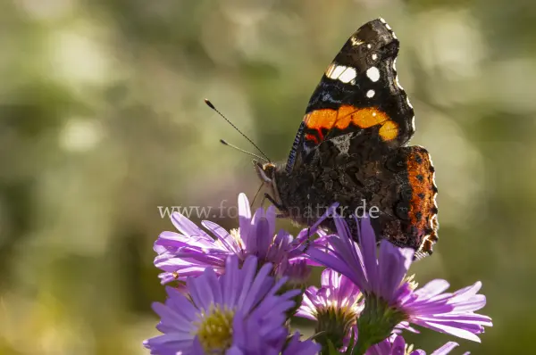 Fokus-Natur Bild