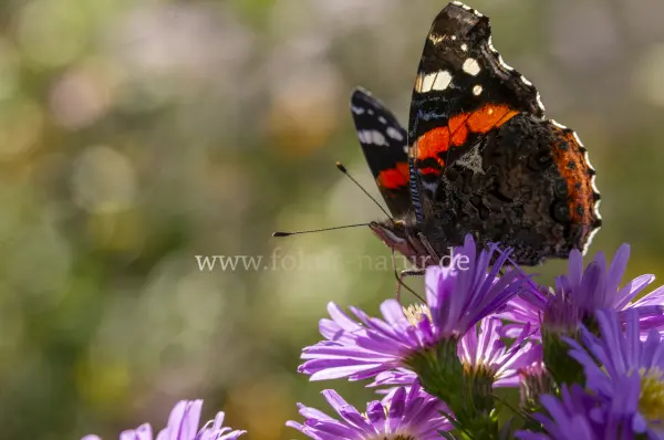 Fokus-Natur Bild