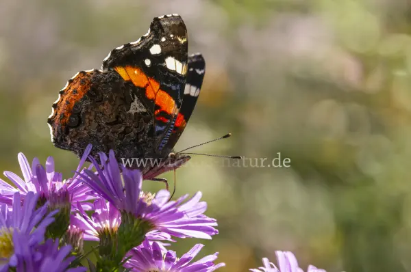Fokus-Natur Bild