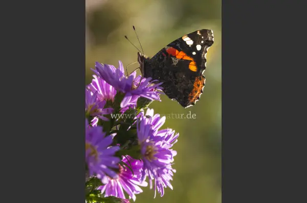 Fokus-Natur Bild