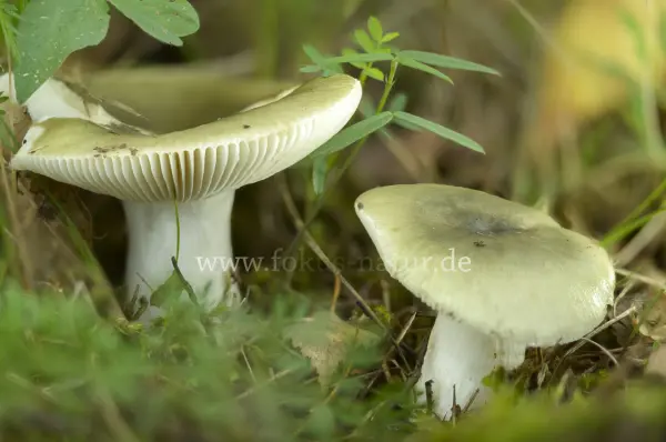 Fokus-Natur Bild