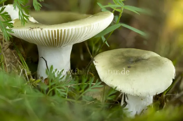 Fokus-Natur Bild