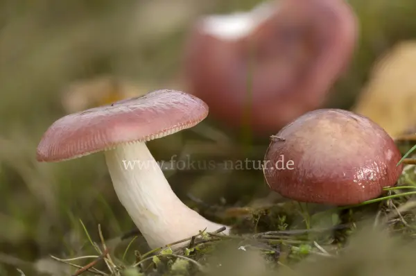 Fokus-Natur Bild