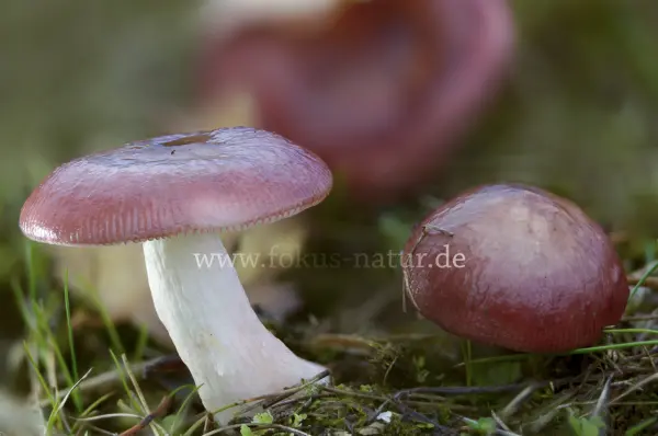 Fokus-Natur Bild