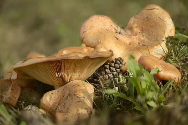 Fokus-Natur Bild