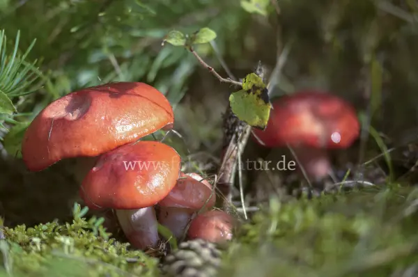 Fokus-Natur Bild