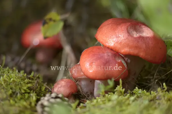 Fokus-Natur Bild