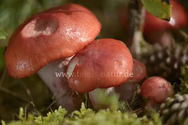 Fokus-Natur Bild