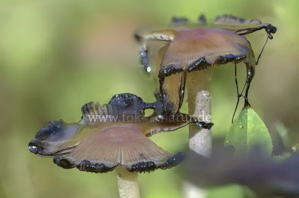 Fokus-Natur Bild