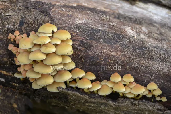Fokus-Natur Bild