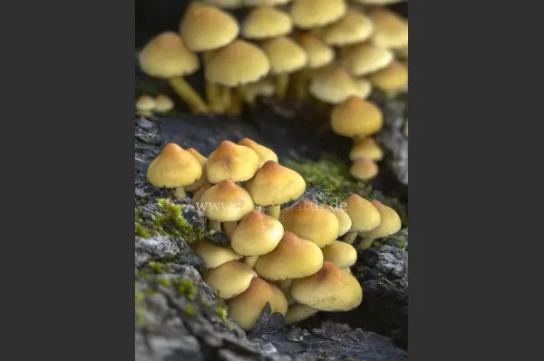 Fokus-Natur Bild