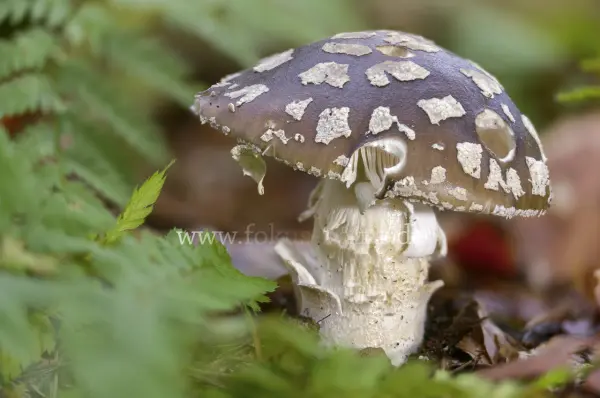 Fokus-Natur Bild