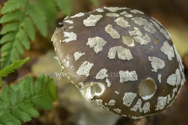 Fokus-Natur Bild