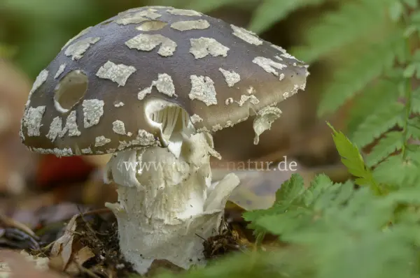 Fokus-Natur Bild