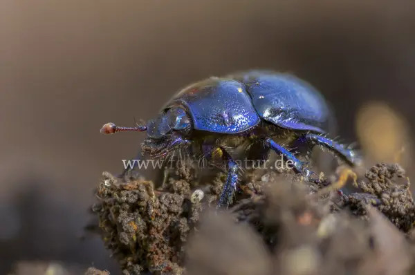 Fokus-Natur Bild