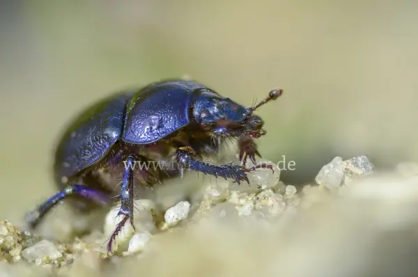 Fokus-Natur Bild