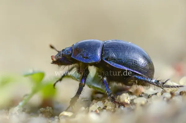 Fokus-Natur Bild