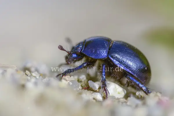 Fokus-Natur Bild