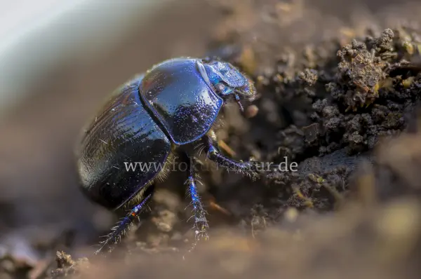 Fokus-Natur Bild