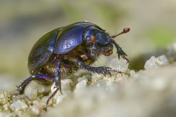 Fokus-Natur Bild