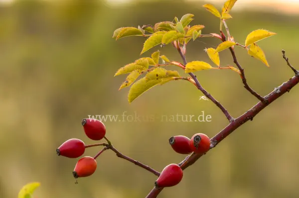 Fokus-Natur Bild