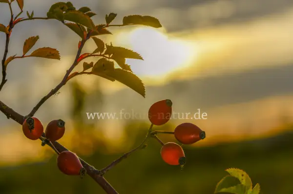 Fokus-Natur Bild